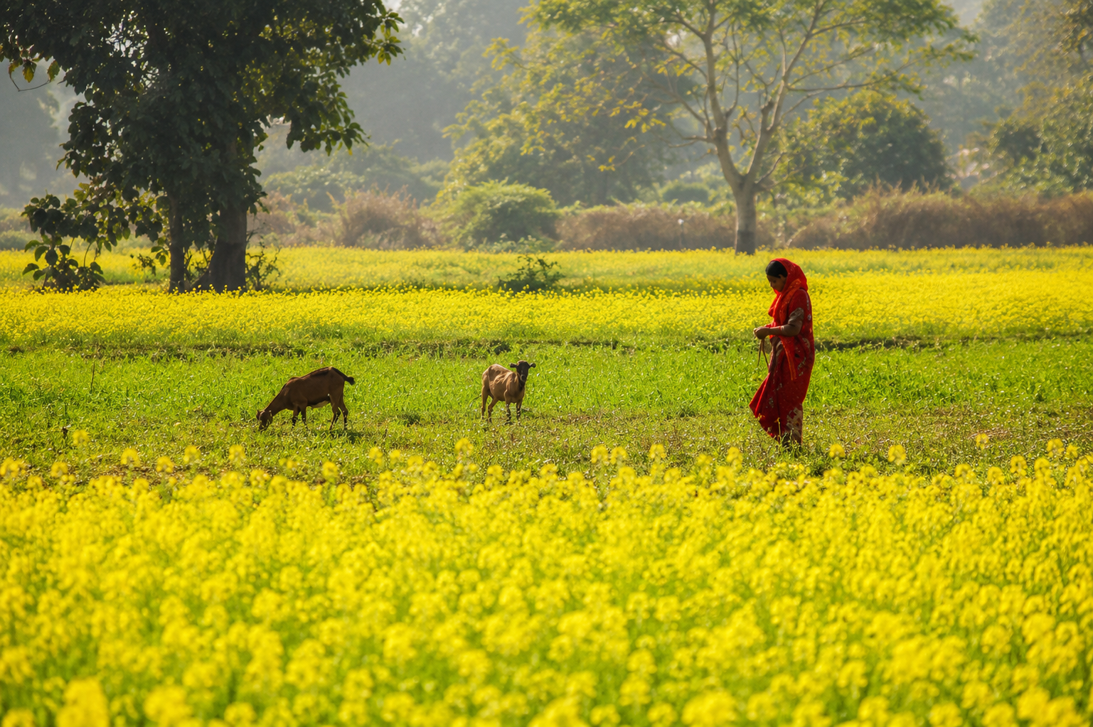 Assam Kaziranga Rhino Safari & Tea Gardens